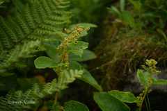 Aconogonon rumicifolium